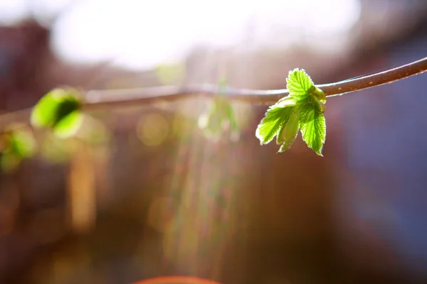 Fond avec feuilles — Photo