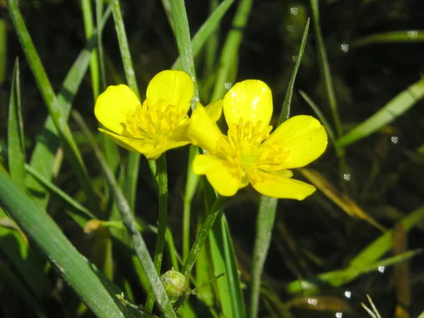 Fleurs jaunes au printemps — Photo