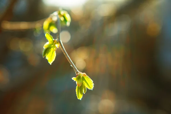 Background with leaves — Stock Photo, Image