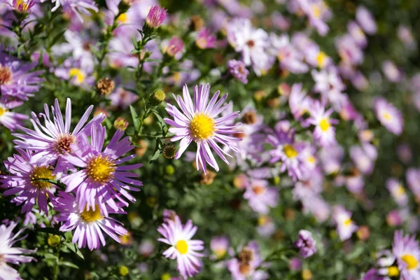 Violett chamomiles — Stockfoto