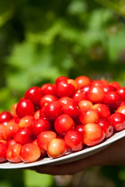 Cerises dans l'assiette — Photo