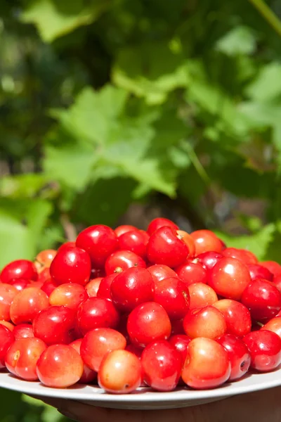 Cerezas en el plato — Foto de Stock