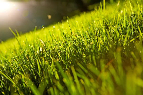 Красивая трава — стоковое фото