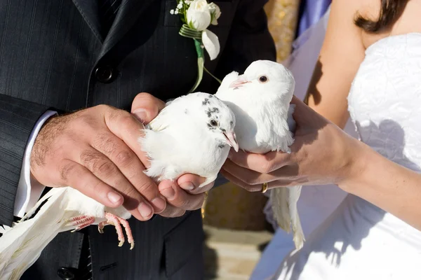 Dos palomas en las manos —  Fotos de Stock