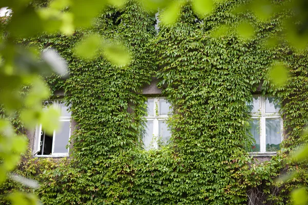 Tres ventanas en hojas — Foto de Stock