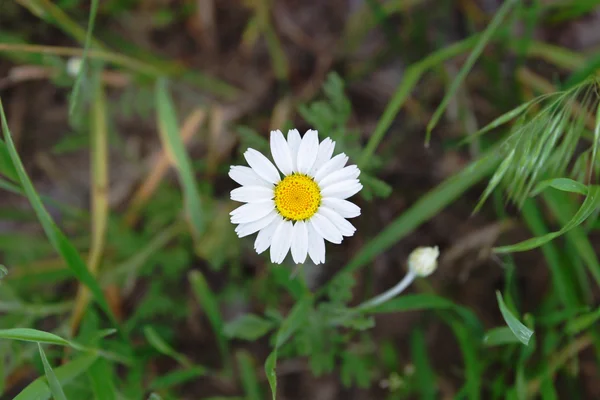 Bir çiçek papatya — Stok fotoğraf