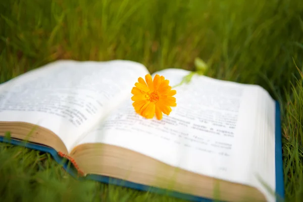 Flower on the opened book — Stock Photo, Image