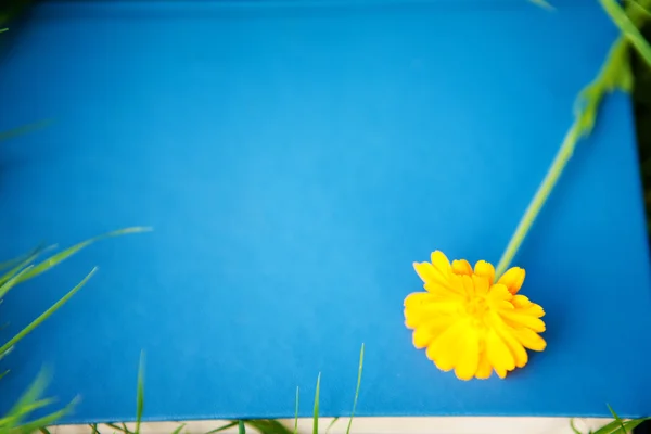 Flower on the book — Stock Photo, Image