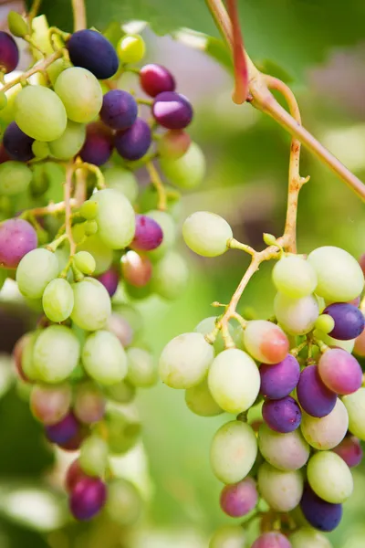 Fondo con uvas — Foto de Stock