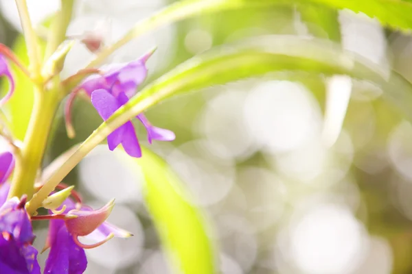 꽃으로 뒤덮인 배경 — 스톡 사진