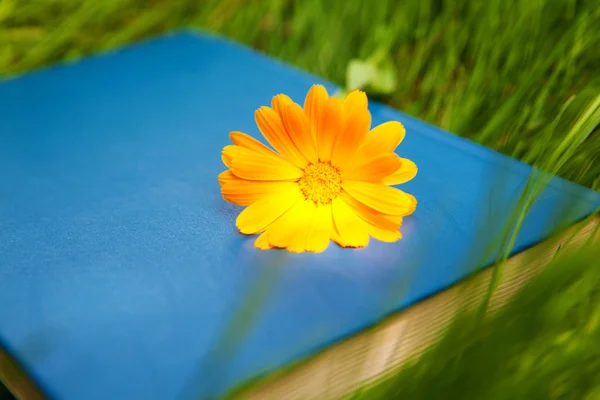 Flower on the book — Stock Photo, Image