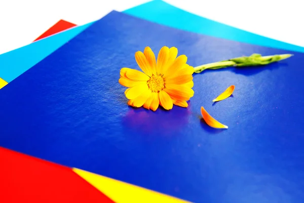 Blume auf den Zetteln — Stockfoto
