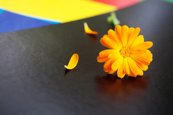 Flower on the pieces of paper — Stock Photo, Image