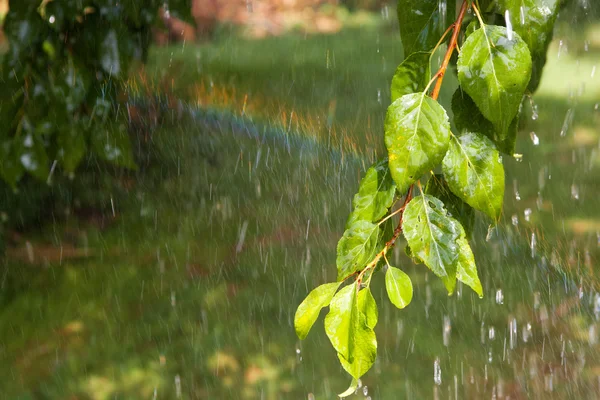 Ramo da árvore sob a chuva — Fotografia de Stock