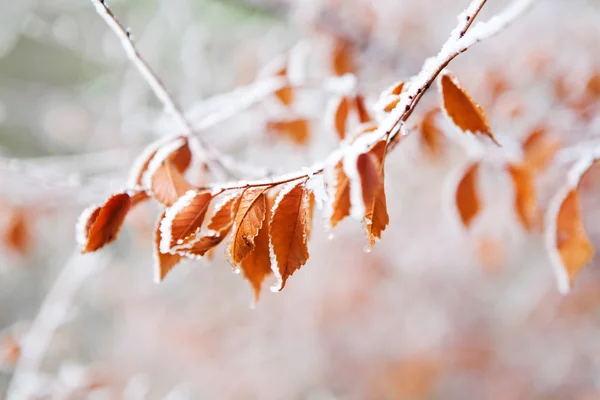 Frozen leaves under the frost — Stock Photo, Image