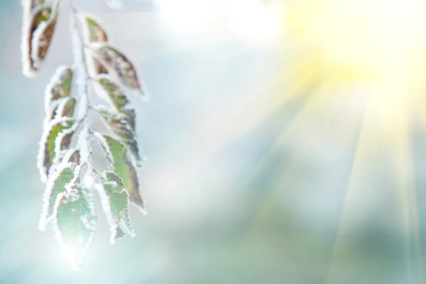霜と太陽の下で冷凍の葉の背景 — ストック写真