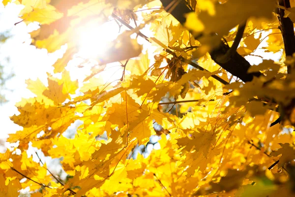 Güneş ve sonbahar yaprakları — Stok fotoğraf