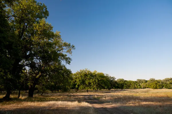 Querce soleggiate — Foto Stock