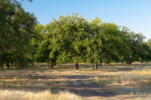 Zonnige oaks — Stockfoto