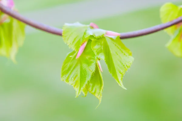 Nuove foglie — Foto Stock