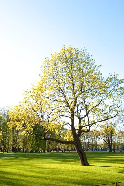 Parco in primavera — Foto Stock