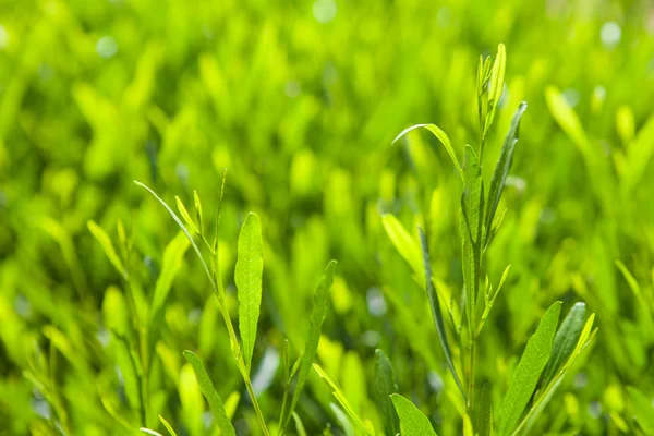 Background with green leaves — Stock Photo, Image