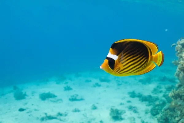 Chaetodon fasciatus fisk i havet — Stockfoto