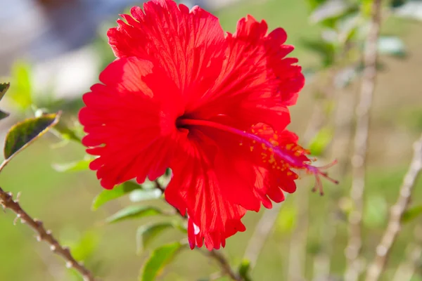 히비스커스 꽃 — 스톡 사진