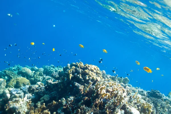 Fish and corals in the sea — Stock Photo, Image