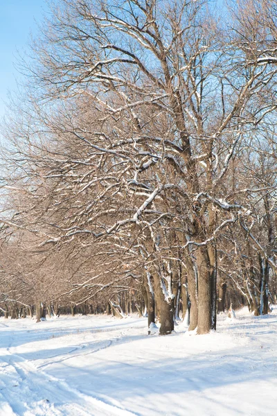 Ochtend in de winter — Stockfoto