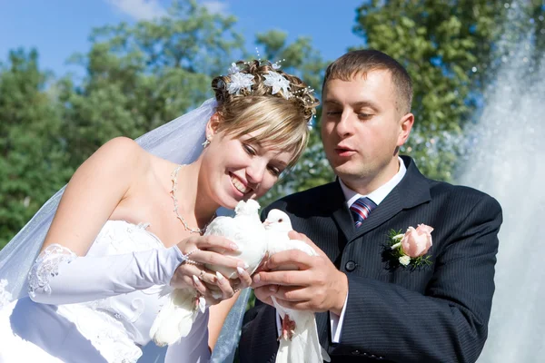Two pigeons in hands of newly-married couple — Stock Photo, Image