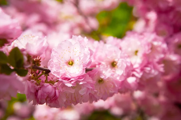 동양 벚꽃 — 스톡 사진