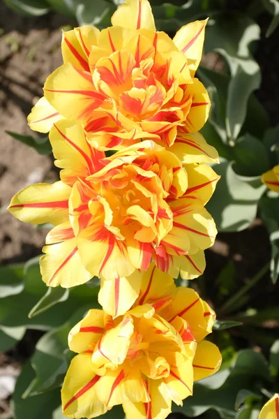 Tres flores soleadas —  Fotos de Stock