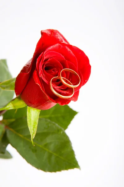 Amore sulla rosa — Foto Stock