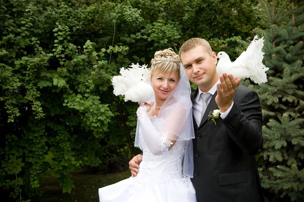 Two white pigeons — Stock Photo, Image