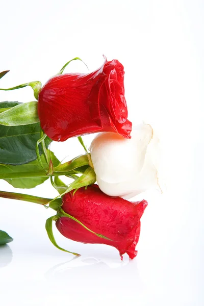 กุหลาบสามดอก — ภาพถ่ายสต็อก