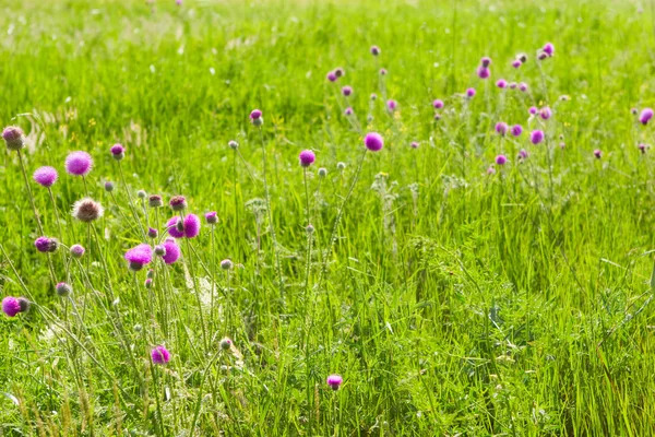 A thistle field — Stock Photo, Image