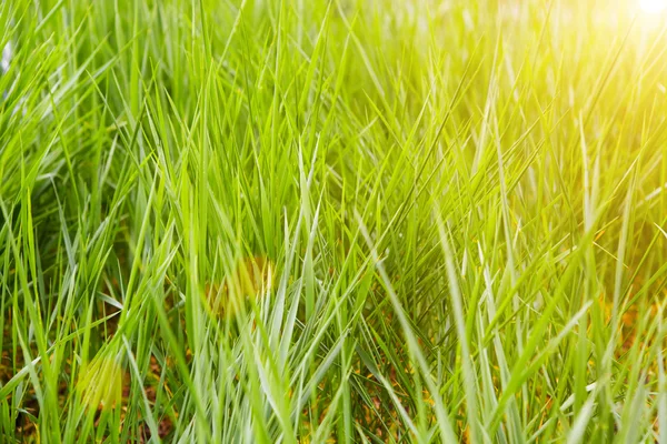 Beautiful grass in sunset — Stock Photo, Image