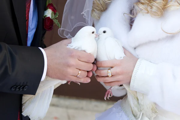 Beso de palomas blancas —  Fotos de Stock