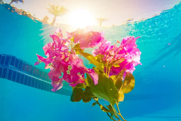 Flor bajo el agua — Foto de Stock