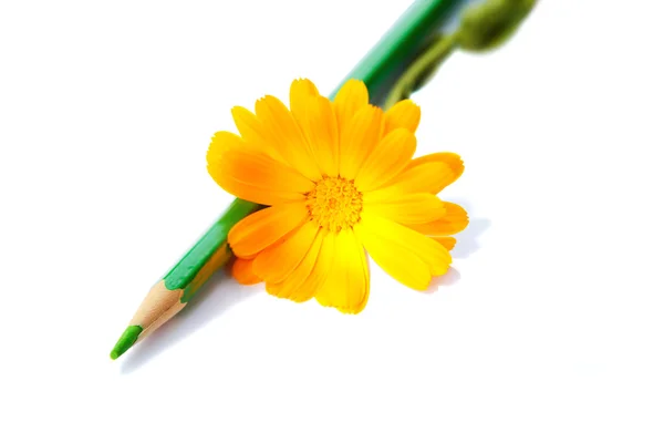 Flower with a pencil — Stock Photo, Image