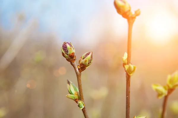 Botões de thees na primavera — Fotografia de Stock