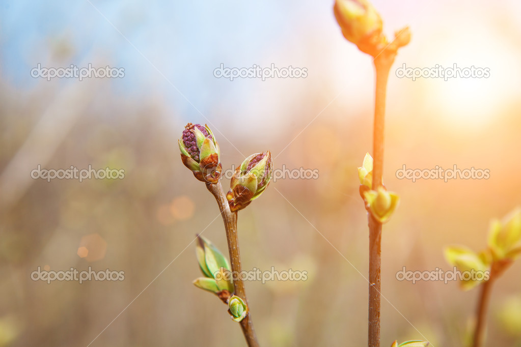 Buds of thees in spring