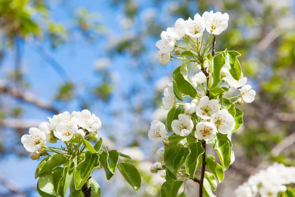 봄에는 나무의 꽃 — 스톡 사진