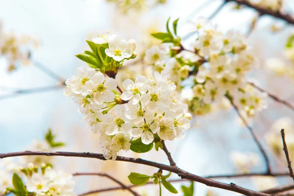 봄에는 나무의 꽃 — 스톡 사진