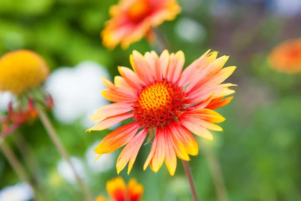 빨간 여름 꽃 — 스톡 사진