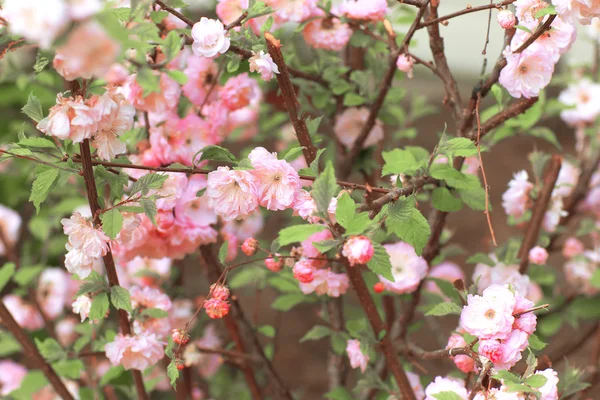 핑크 장미 꽃 스톡 사진