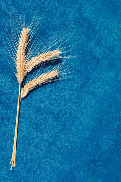 Üç buğday kulaklar — Stok fotoğraf