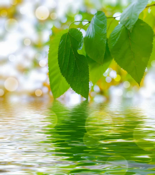 Lente, tak van een boom in het water — Stockfoto