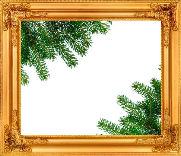 The spruce branches in a wooden frame — Stock Photo, Image